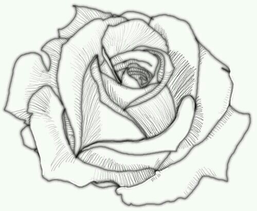 500x411 Pin By Zina Jlaiel On Appredre A Dessiner Draw