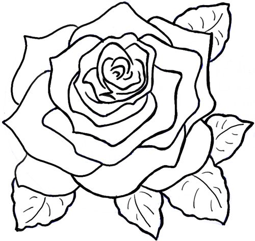 500x473 The Best Roses Drawing Tutorial Ideas On How
