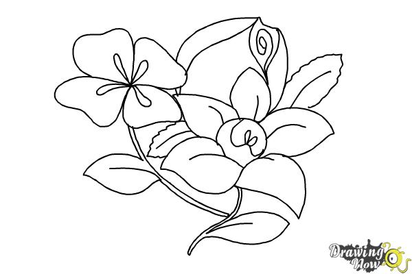 600x400 Pictures Of Flowers To Draw Step By Step