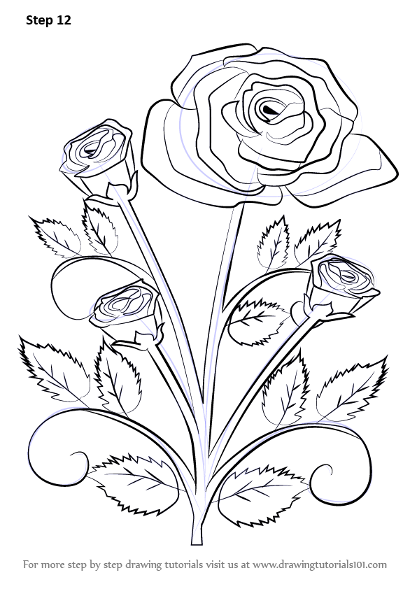 596x842 Drawn Rose Bush Easy