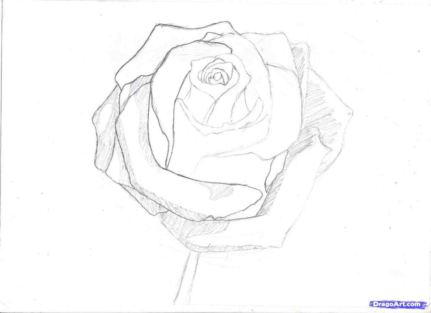 1386x1007 Sketch Open Rose Drawing Easy Step By Step Photos How To Drawn