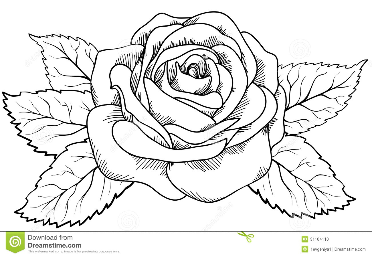 1300x898 Rose Drawing Outline