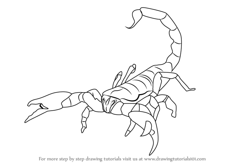 800x565 Step By Step How To Draw An Emperor Scorpion