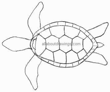 355x299 Turtle Drawings