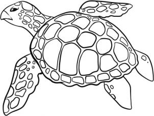 302x228 How To Draw A Sea Turtle Step 5 Art With Turtles