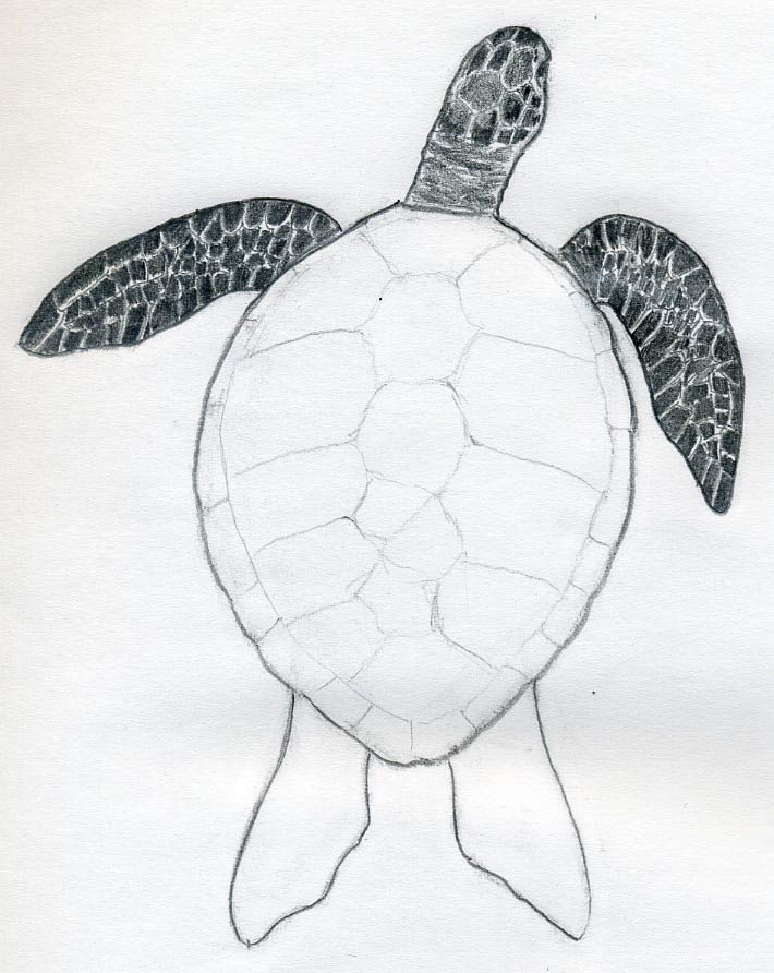 710x892 How To Draw A Turtle