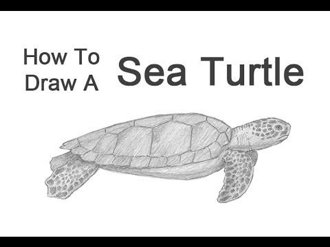 480x360 How To Draw A Green Sea Turtle