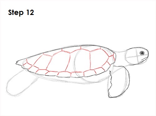 500x372 How To Draw A Green Sea Turtle