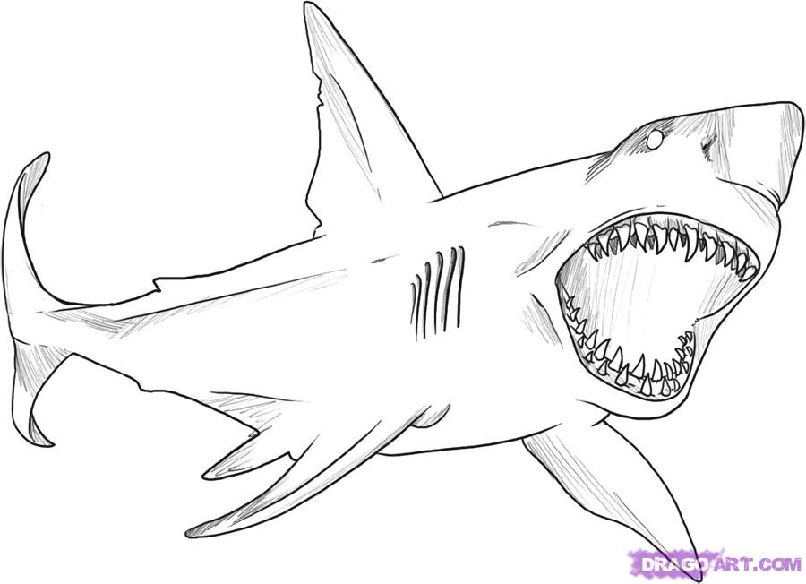 900x652 How To Draw A Great White Shark, Step By Step, Fish, Animals, Free