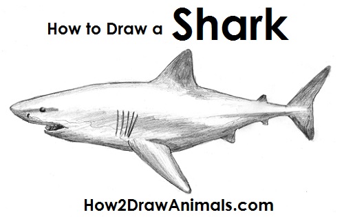 500x315 How To Draw A Shark (Great White)