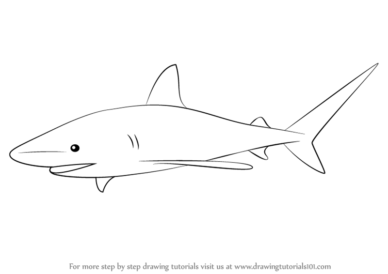 Easy Shark Drawing at GetDrawings | Free download