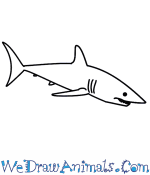 300x350 How To Draw A Shark