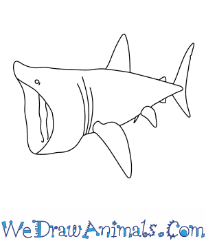 300x350 How To Draw A Basking Shark
