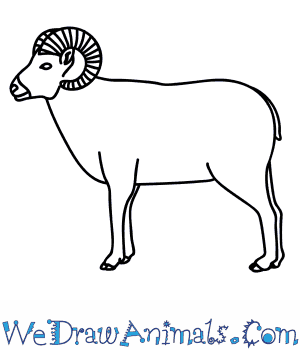 300x350 How To Draw A Bighorn Sheep