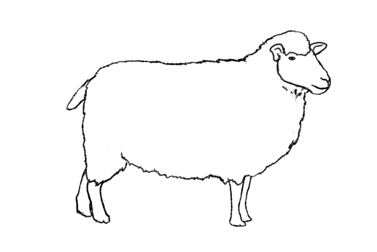 750x503 Easy How To Draw A Realistic Sheep Sheep Sketch Steps