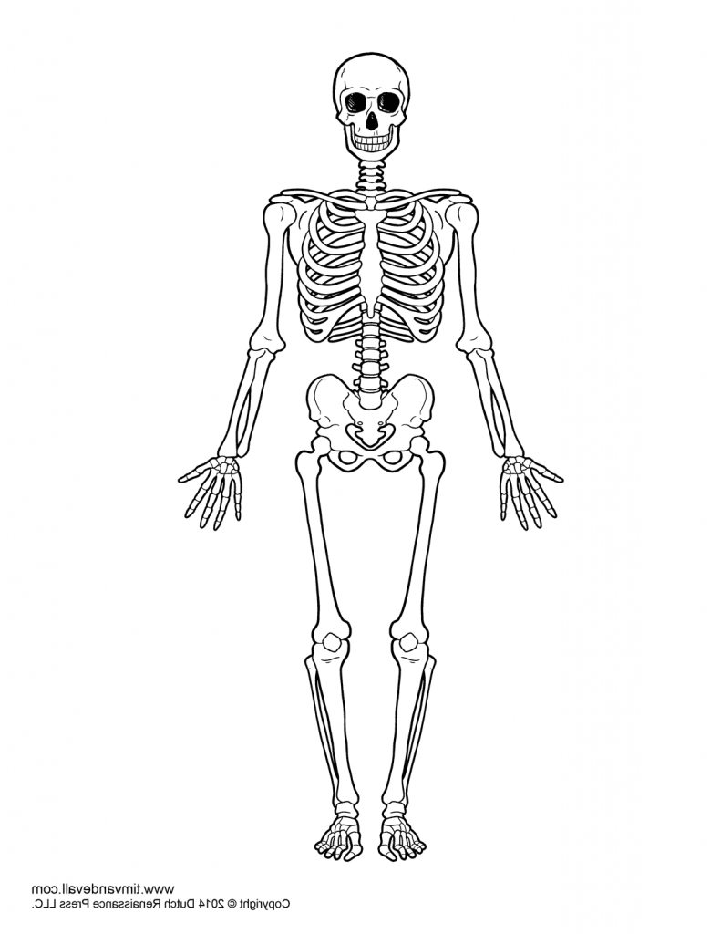 791x1024 Human Skeleton Easy To Draw Tenderness.co