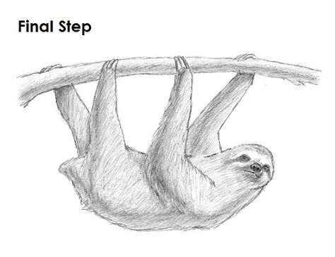 474x365 How To Draw This Sloth Check Gt How To Draw! Easy! Sloth