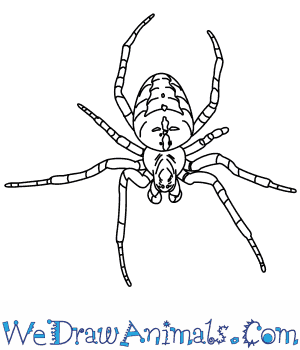 300x350 How To Draw A Garden Spider