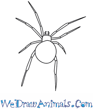 300x350 How To Draw A Spider