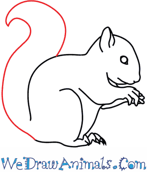 300x350 How To Draw A Red Squirrel
