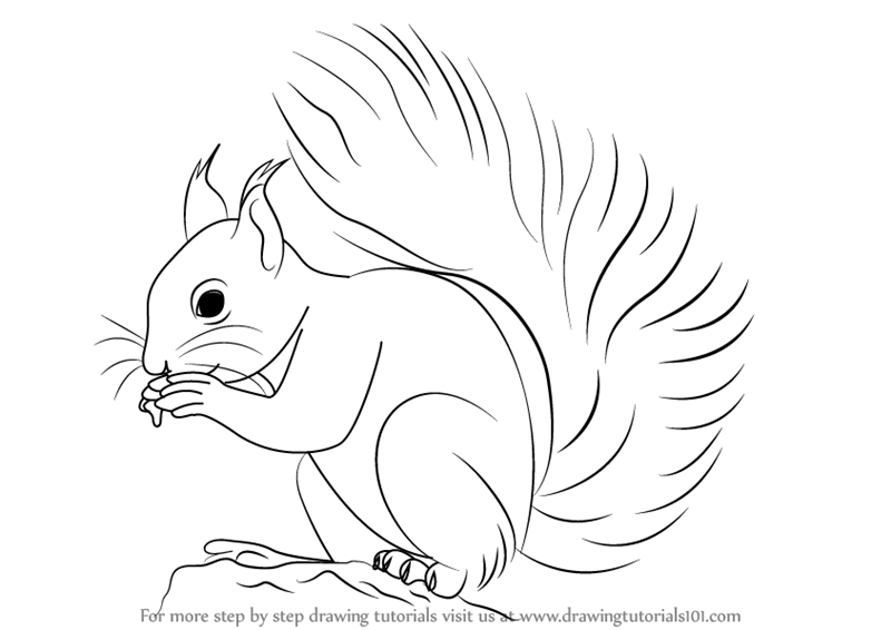 800x566 Learn How To Draw A Red Squirrel (Rodents) Step By Step Drawing