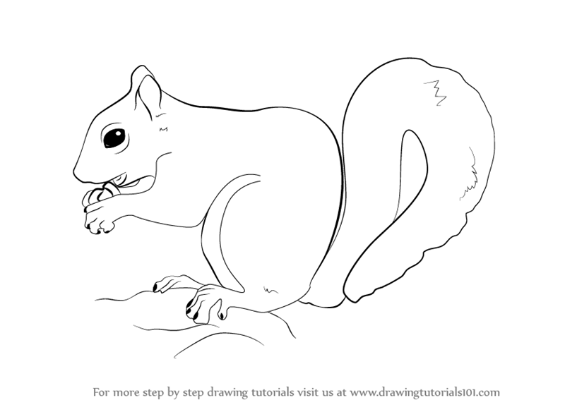 800x567 Learn How To Draw A Squirrel (Wild Animals) Step By Step Drawing