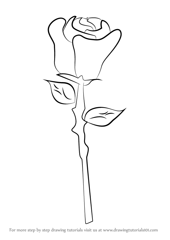 596x842 Learn How To Draw A Rose Easy (Rose) Step By Step Drawing Tutorials