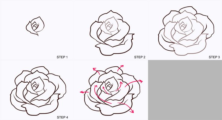 736x398 Photos Rose Drawing Easy Step By Step,