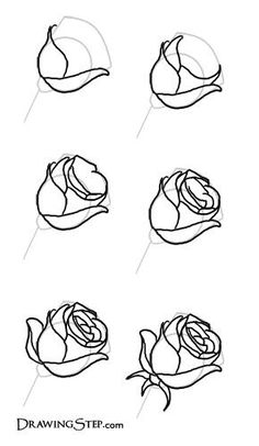 236x406 How To Draw Roses Step By Step