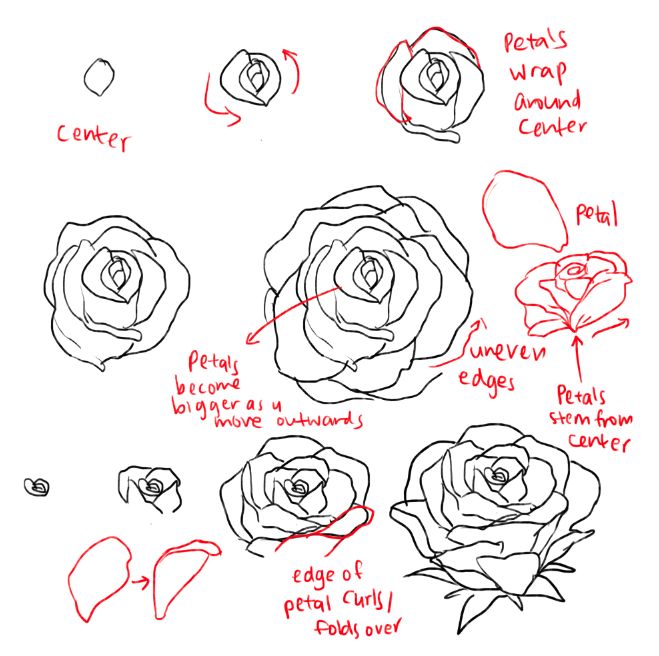 659x656 Step By Step Drawing Rose 25 Trending How To Draw Roses Ideas