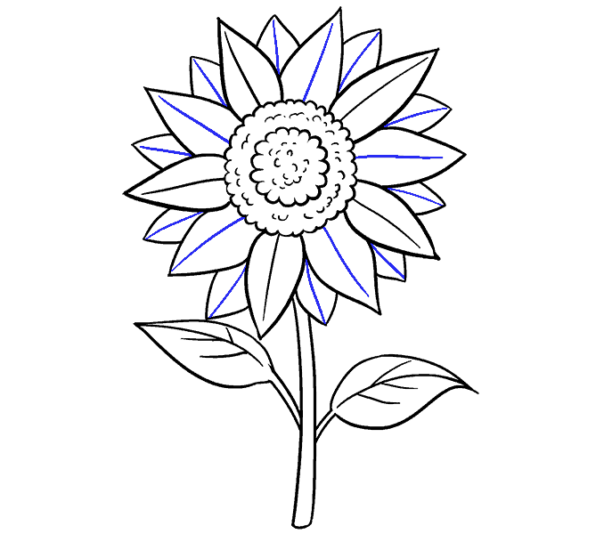 678x600 How To Draw A Sunflower Easy Step By Step Drawing Guides