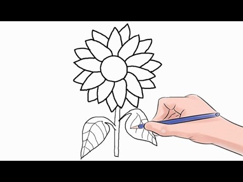 480x360 How To Draw A Sunflower Easy Step By Step