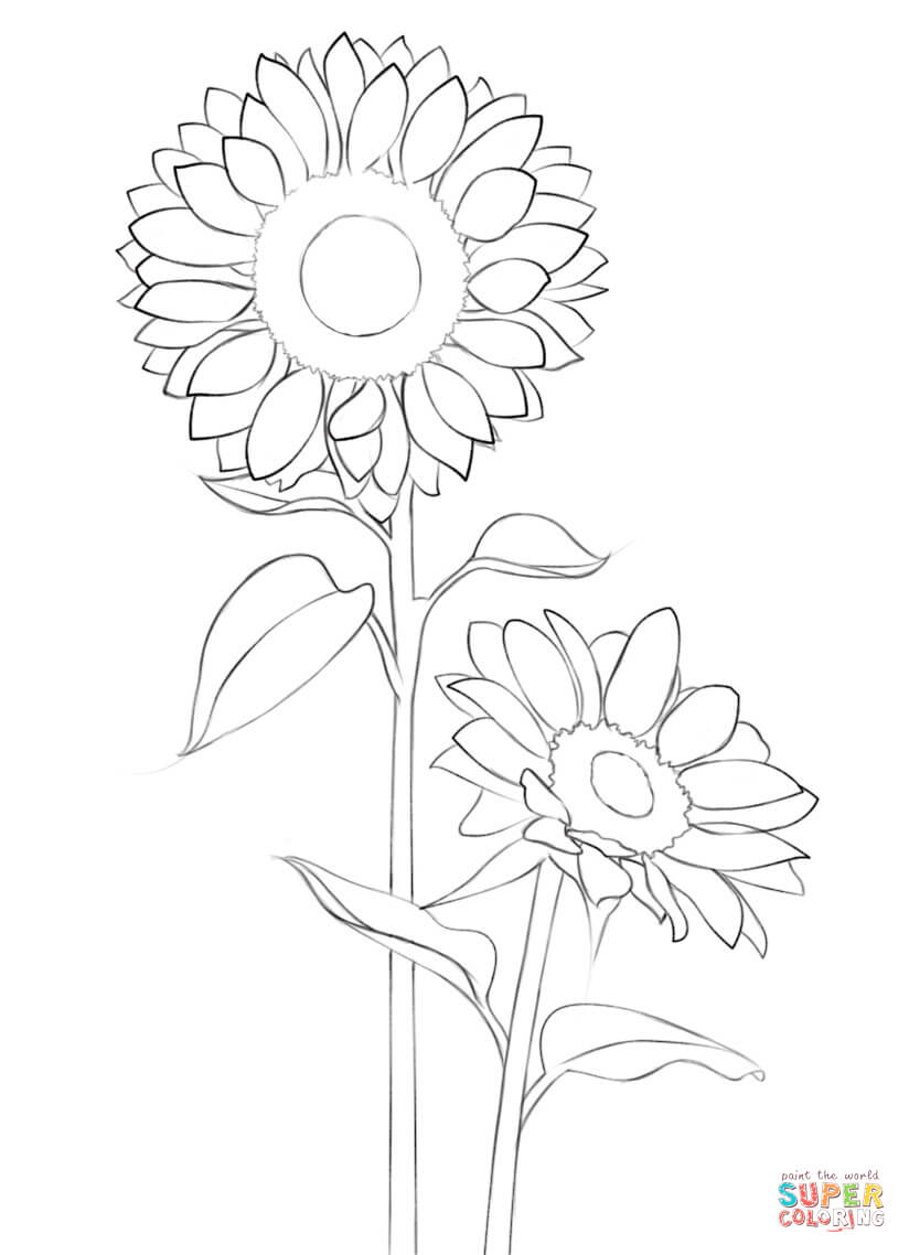824x1138 Sunflower Coloring Page Free Printable Coloring Pages