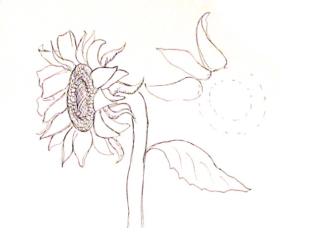 628x460 How To Draw Sunflowers