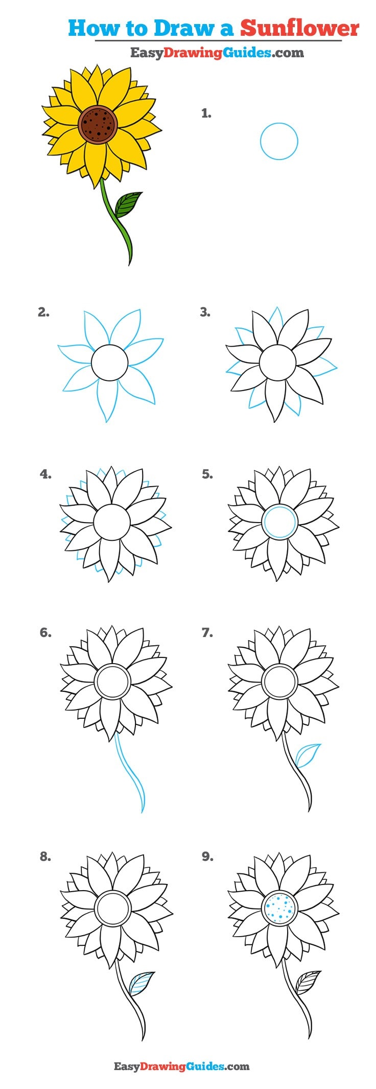 736x2130 How To Draw A Sunflower