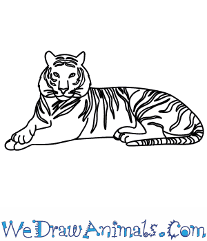 300x350 How To Draw A Bengal Tiger