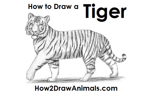 500x315 How To Draw A Tiger