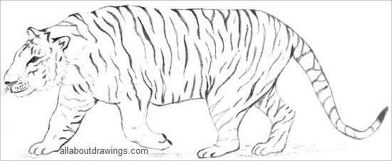 552x227 Distinctive Tiger Drawing