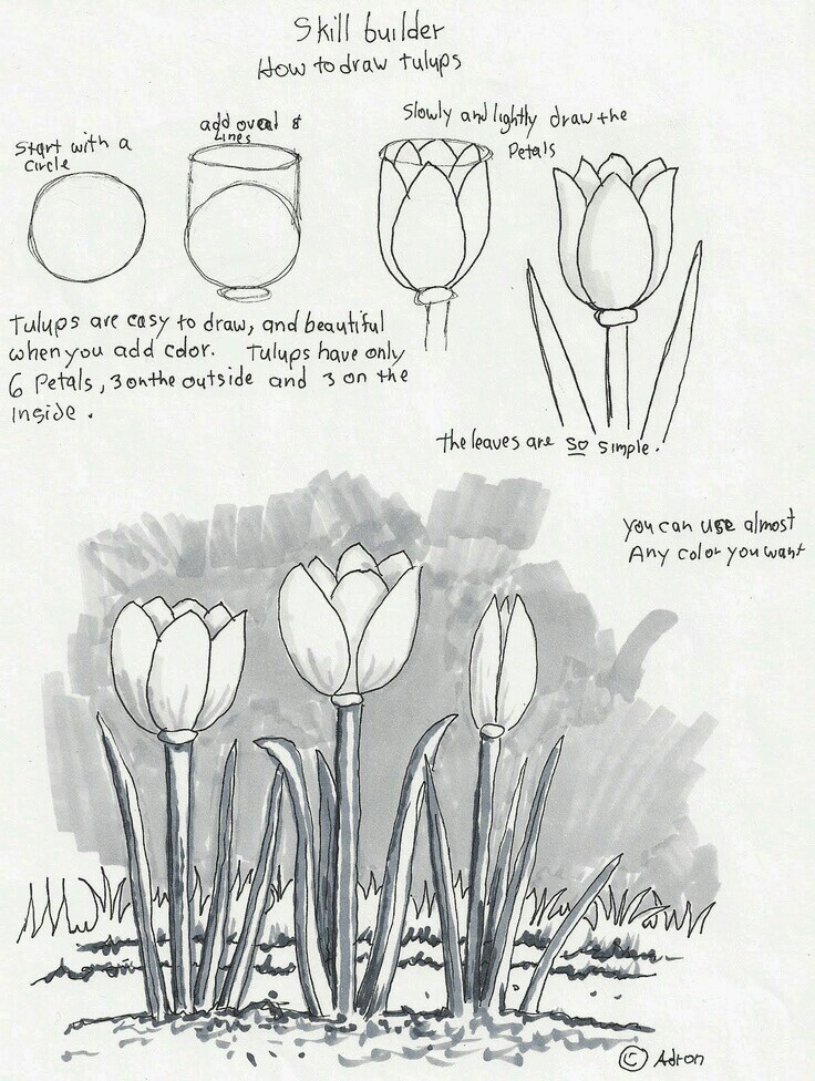 736x976 Draw Tulips Learn To Draw Drawings, Doodles