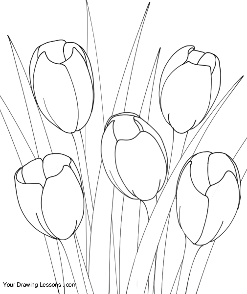 505x600 How To Draw Tulips Tulipany Drawings, Drawing Step