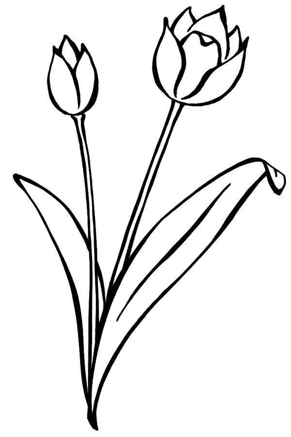 600x900 Tulip Coloring Pages Free Printable Coloring Pages For Kids