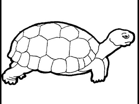 480x360 How To Draw A Turtle