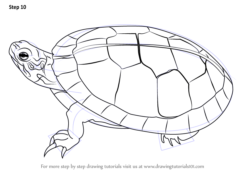 844x598 Learn How To Draw A Painted Turtle (Turtles And Tortoises) Step By
