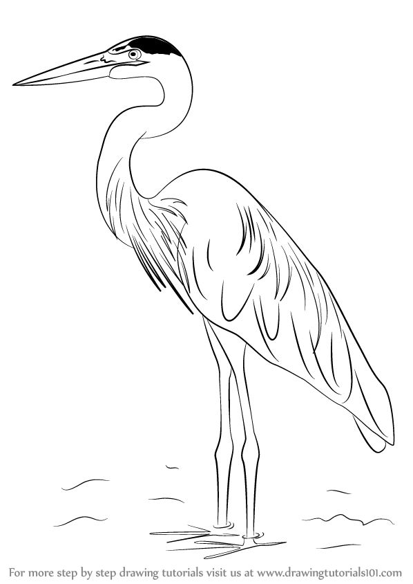 598x844 Learn How To Draw A Great Blue Heron (Birds) Step By Step