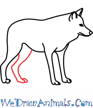 300x350 How To Draw A Mexican Wolf