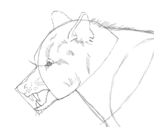 500x412 Wolf Drawing Made Easy