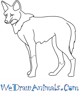 300x350 How To Draw A Maned Wolf
