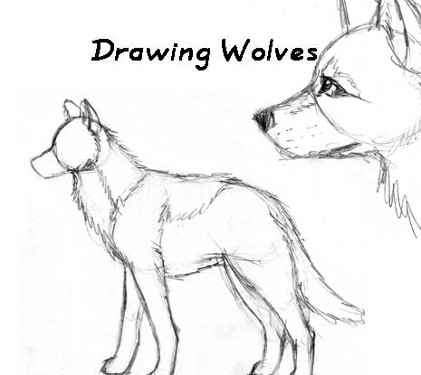 Easy Wolf Drawing Tutorial at GetDrawings | Free download