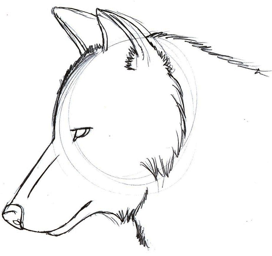 921x867 Wolf Head Sketch 2 By Sparkpaw