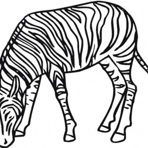 300x300 Cute Zebra Drawing Coloring Page Cute Zebra Drawing Coloring Page